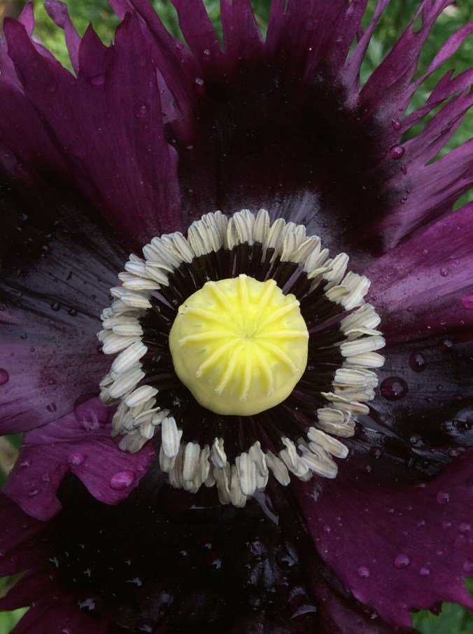 0f4c90a5-bfe1-43ac-af05-12aed886b35e