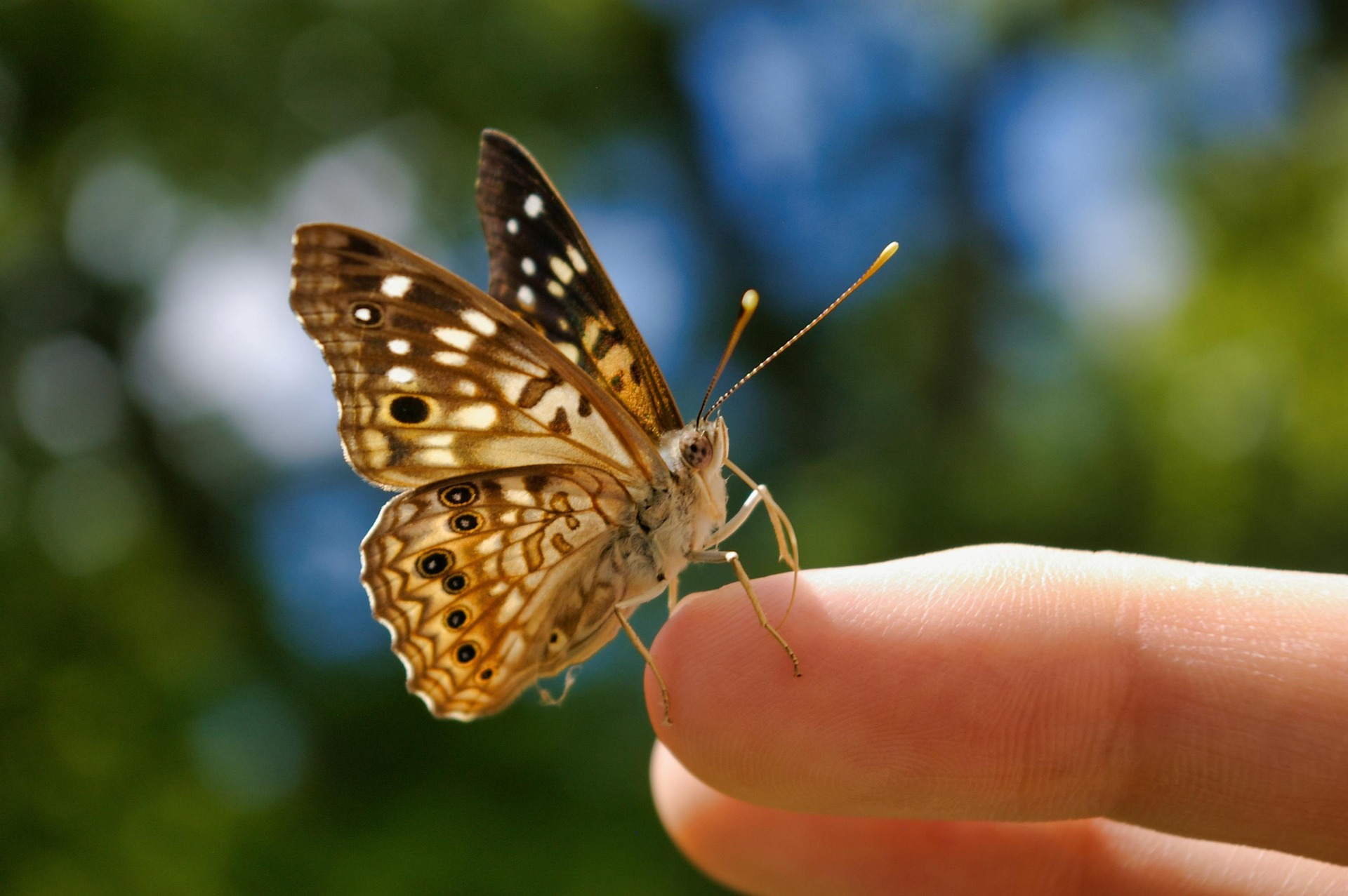 Perhonen sormella